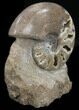 Polished Shloenbacchia Ammonite With Stone Base #35297-3